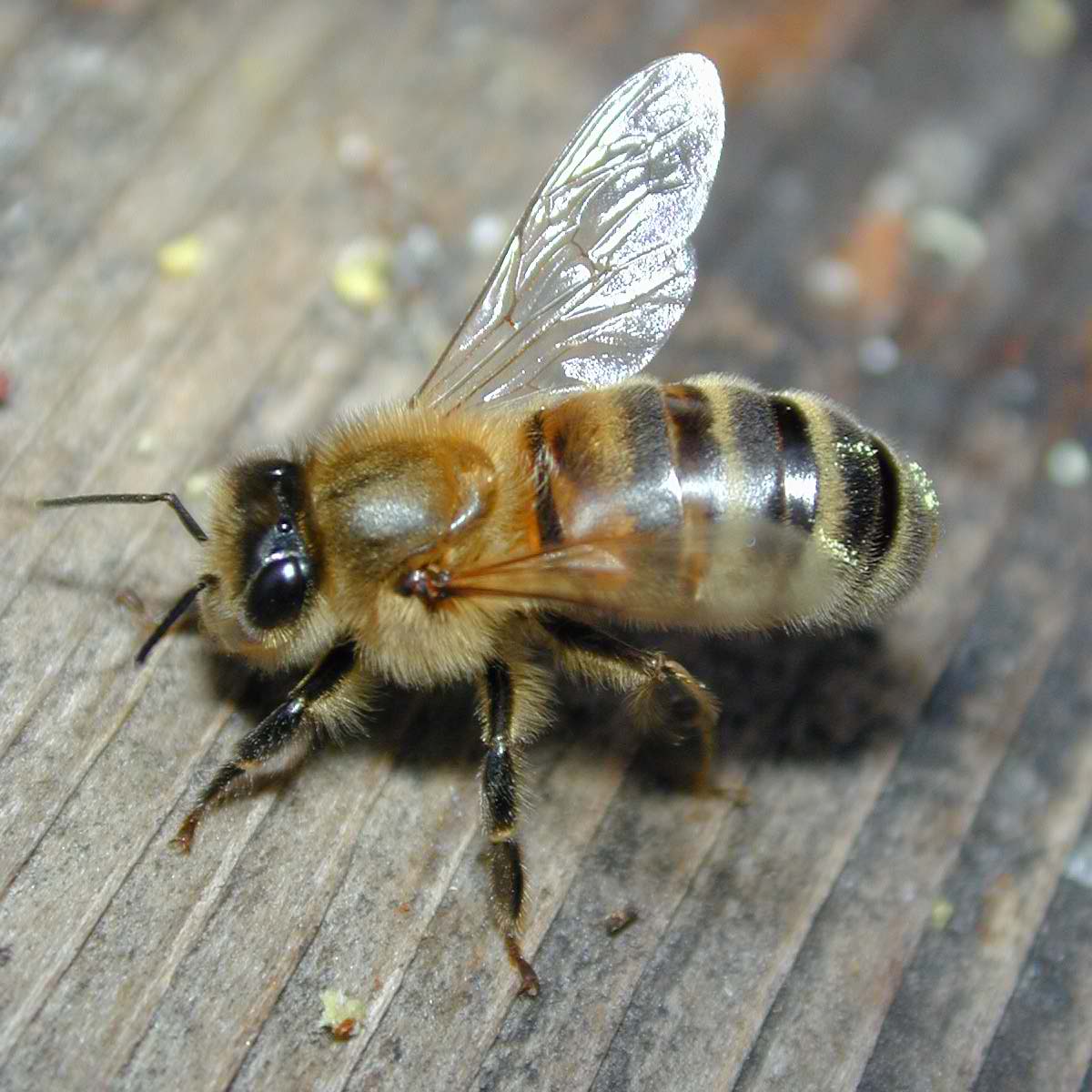 bee