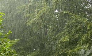 Nature-rain-Photography
