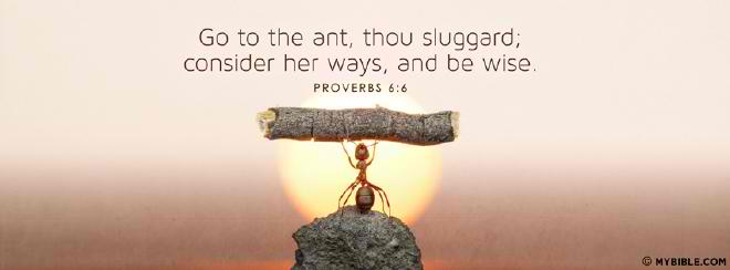 Go-To-The-Ant-Cover-Photo