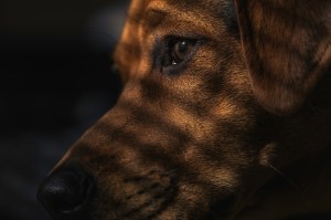 Caleb's name is dog