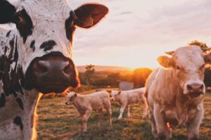 The Shocking Biblical Truth About Eating Fat