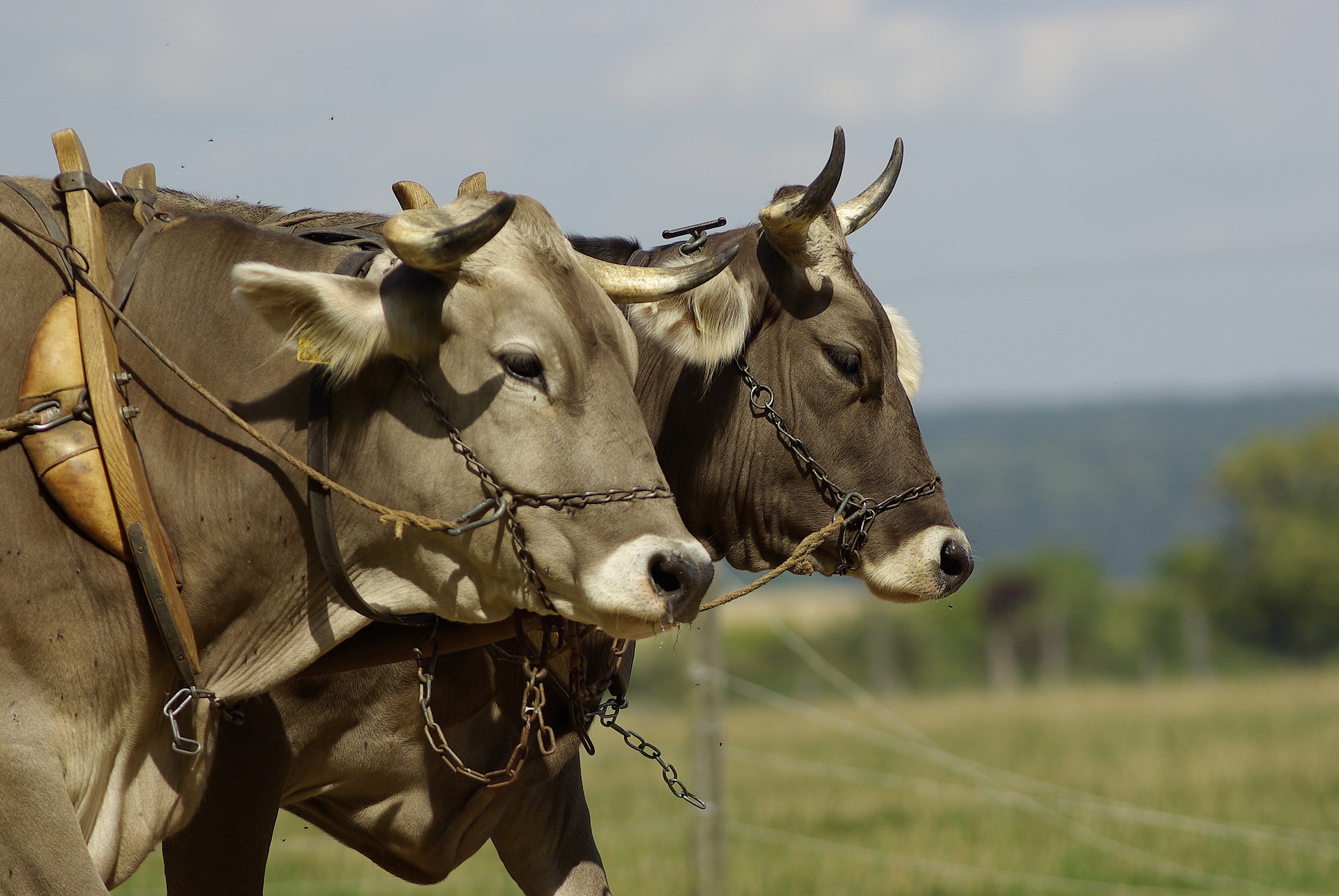 oxen yoked together