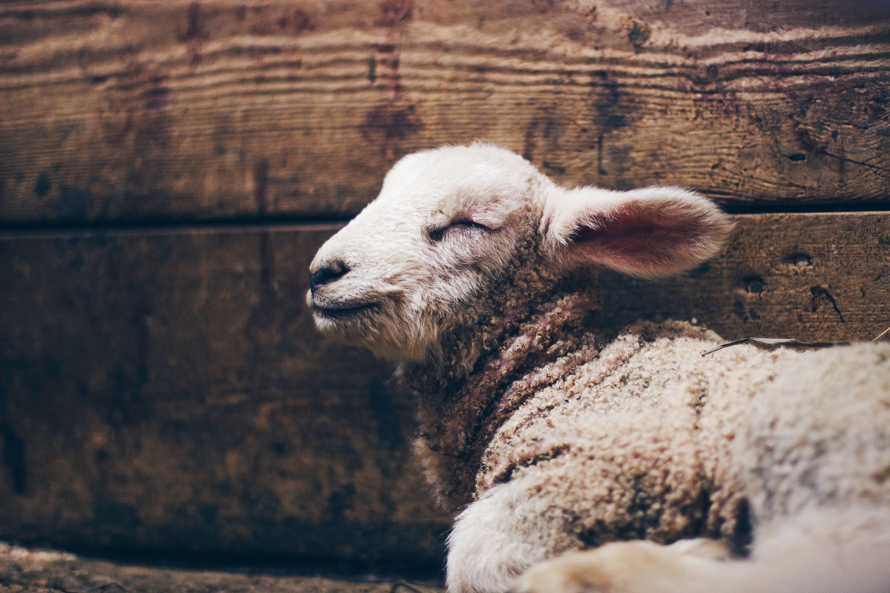 The LORD is my Shepherd (Psalm 23)