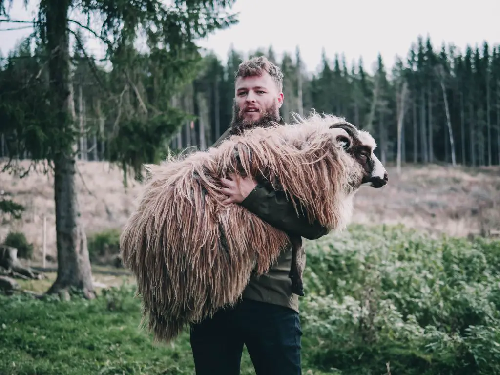 Man carrying a sheep