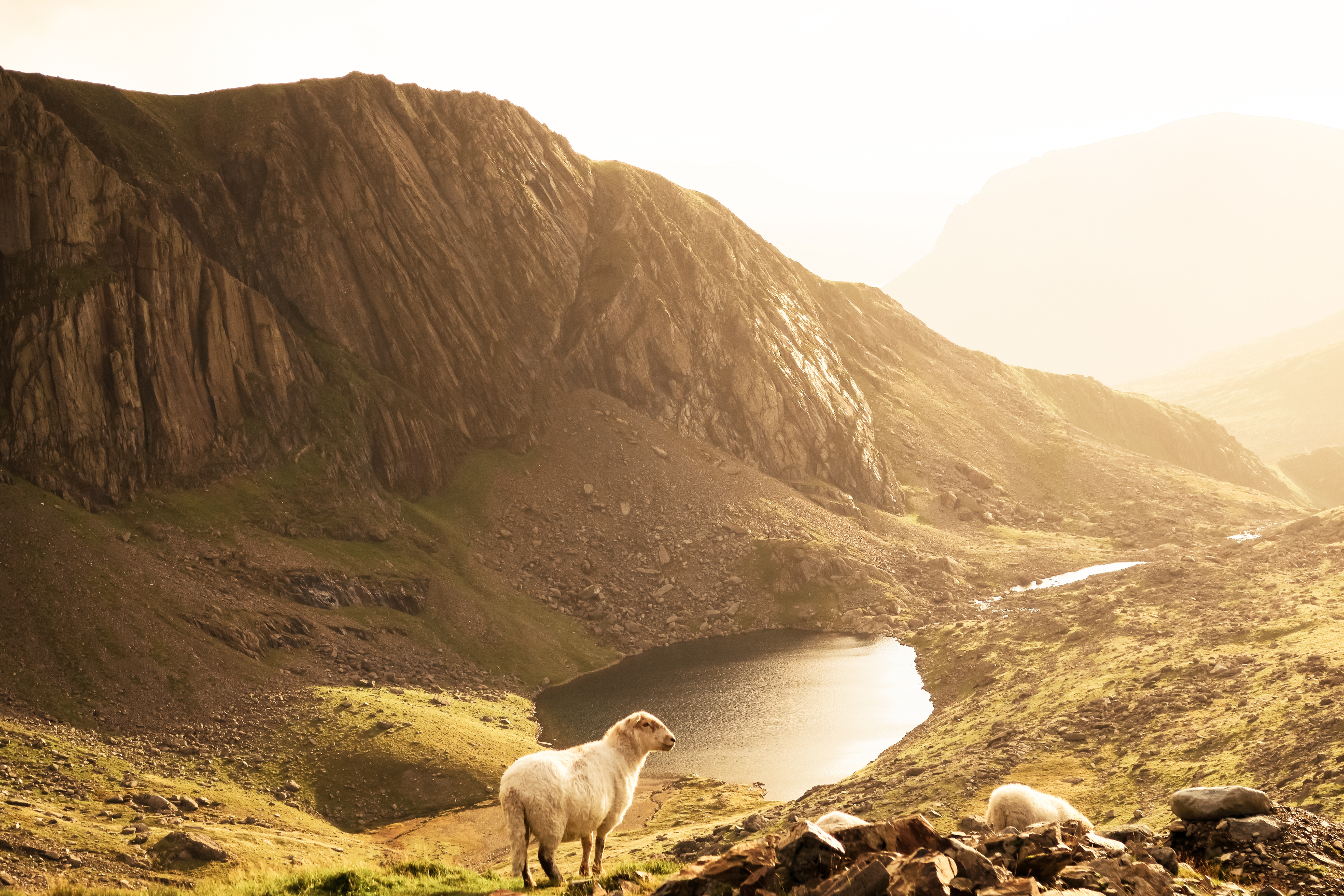 Psalm 23. lost sheep.