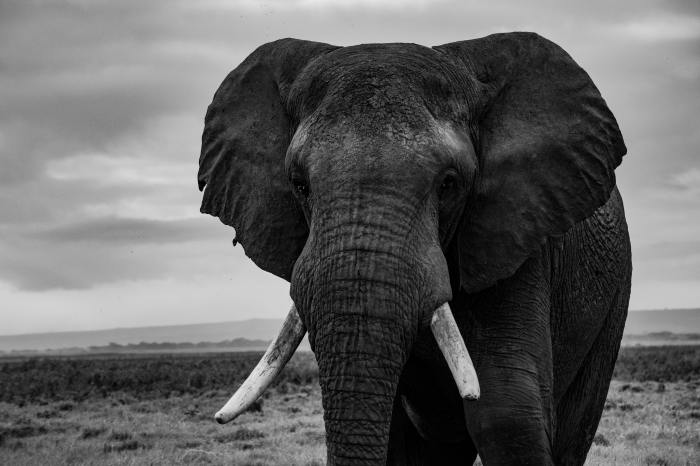 elephants tusk black and white