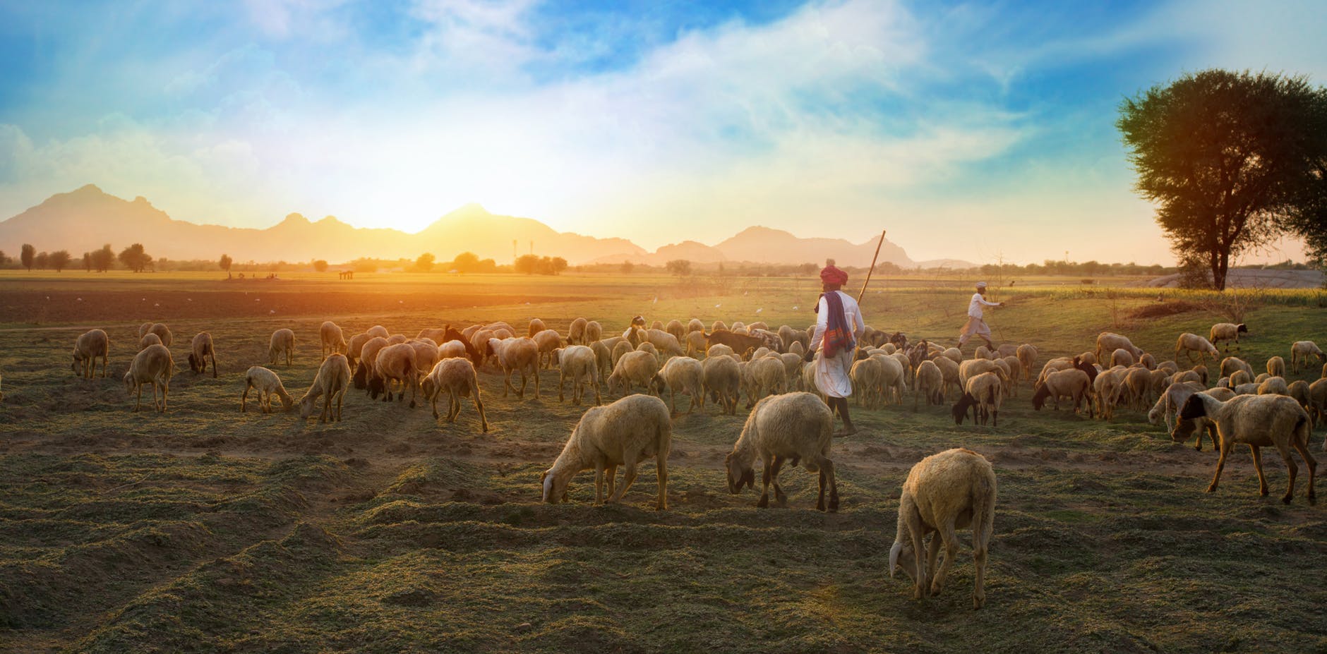 white sheep on farm sunset shepherd