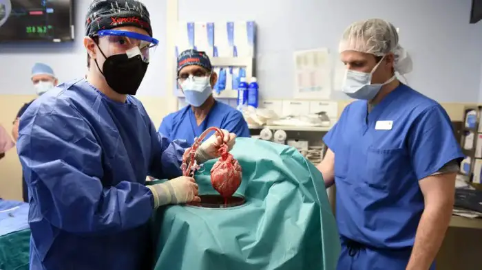 Heart transplant pig