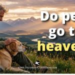 Do pets go to heaven? featured blog image